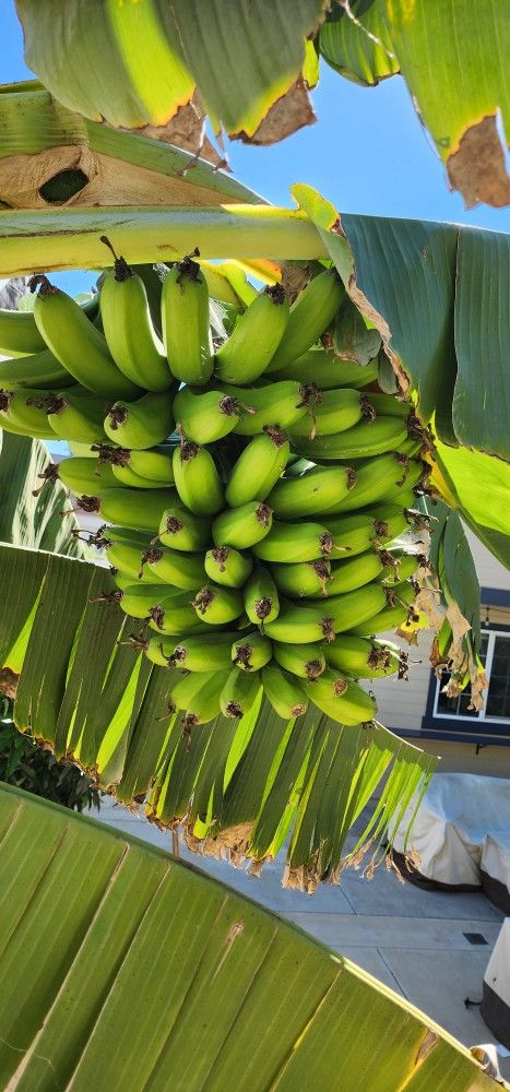 Banana Tree For Sale