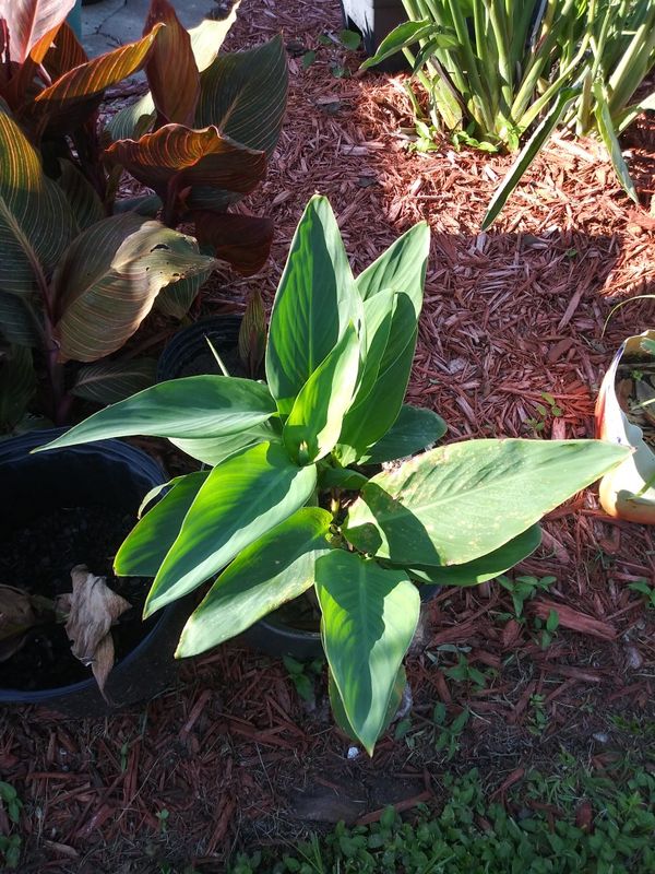 Canna &quot;Tropicana&quot; Plant Green for Sale in Hudson, FL