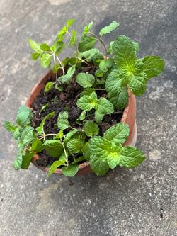 Menta planta
