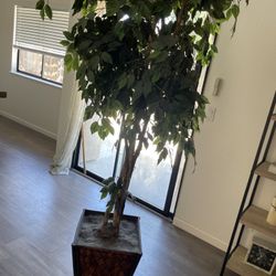 House Plant
