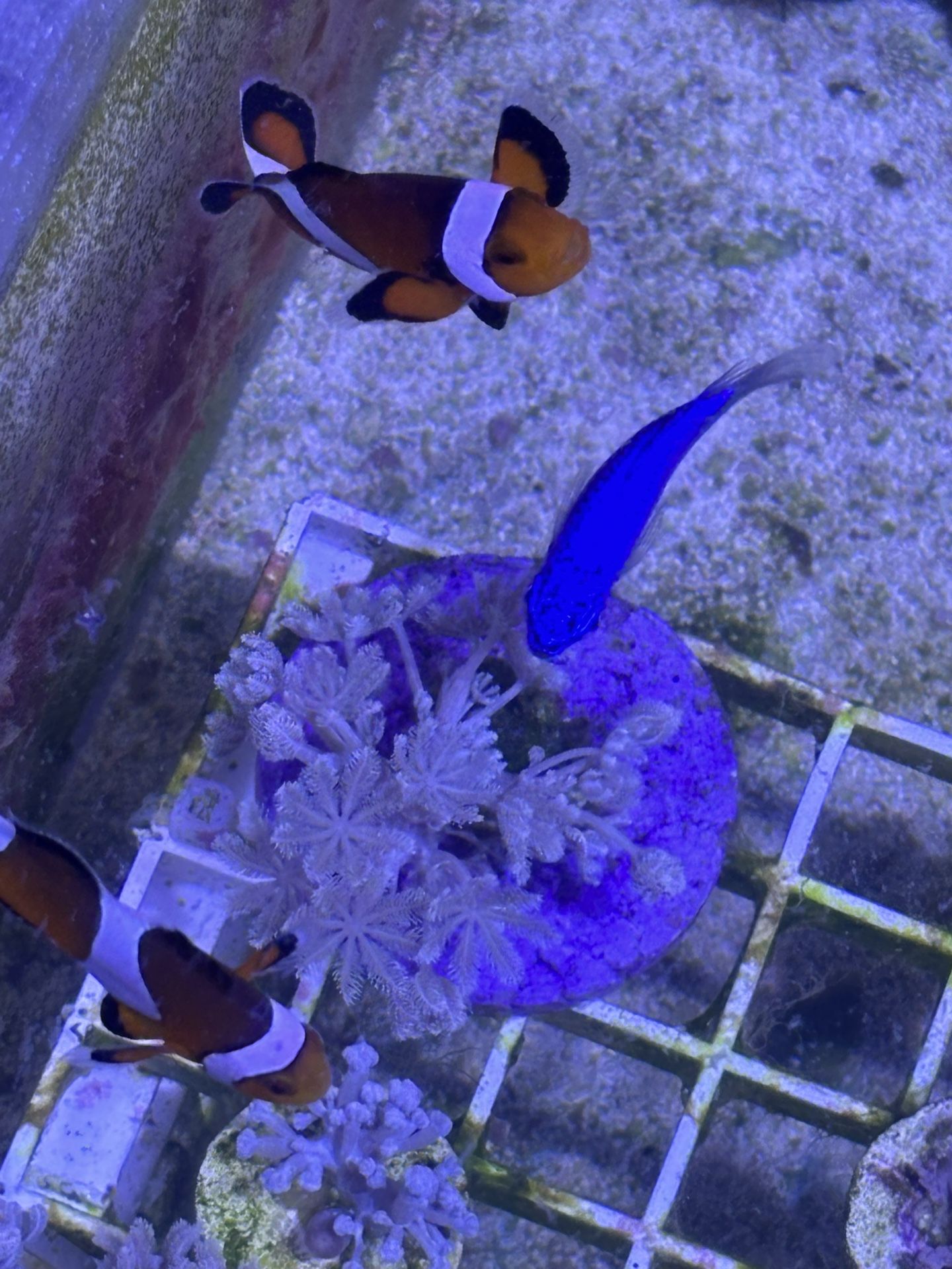 Pair Of Clown Fish Toys