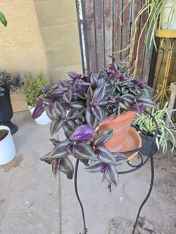 Spider plants and wandering Jew Plants in 7in and 8in Terracotta pots with plates