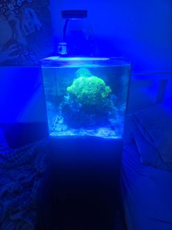 Waterbox 25g Aquarium Seasoned 3 years Miami Beach Pickup