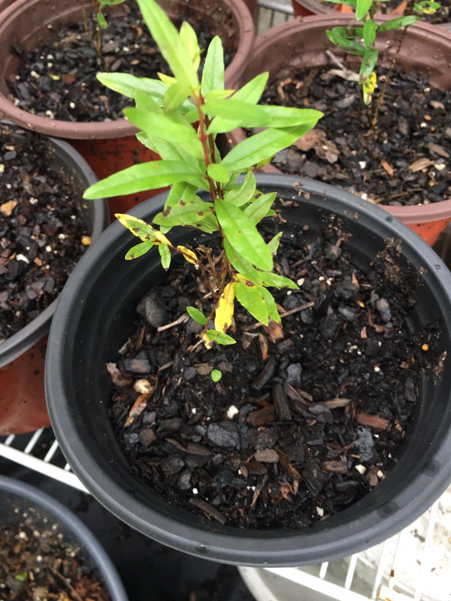 Pomegranate Saplings