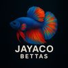 Jayaco_Betta 