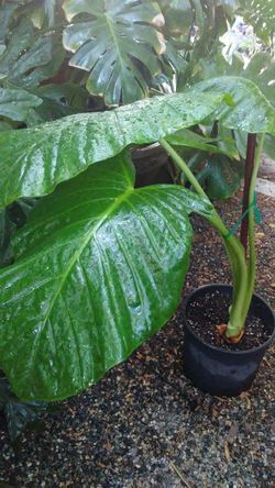Elephant Ears & Monstera