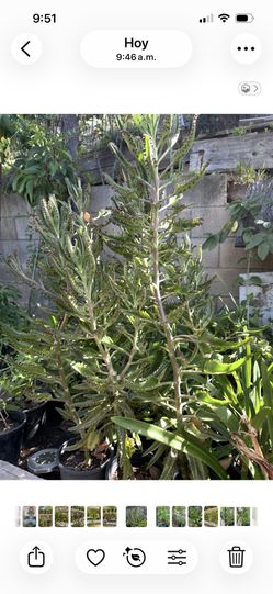 Planta De Mala Madre O Calanchoea Sedron Uña De Gato Insulina Micle 