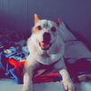 Hugo