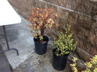 Outdoor plants $3, $5, $10 each