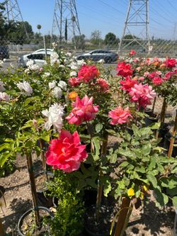 Rose Plant
