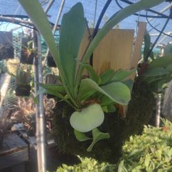 Mounted Staghorn Fern Plus Free Spanish Moss