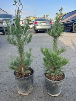 PINE TREES 3ft tall