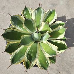 Agave Potatorum Snowfall - Starter Plant