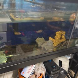 Fish Tank And Stand  With Extras