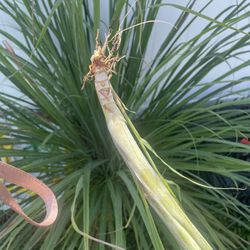 Lemongrass For Sale $5 Minimum 