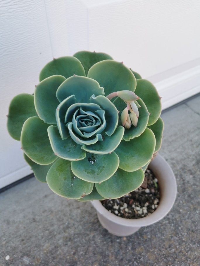 18" Flowering Echeveria imbricata Blue Rose extra large succulent 5/6 yrs old Only 1 hurry buy