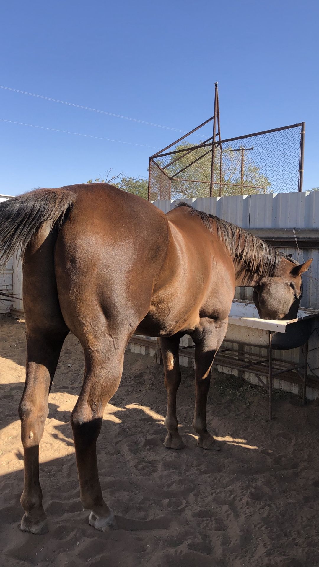 Horse for sale $ 300. Or best offer.