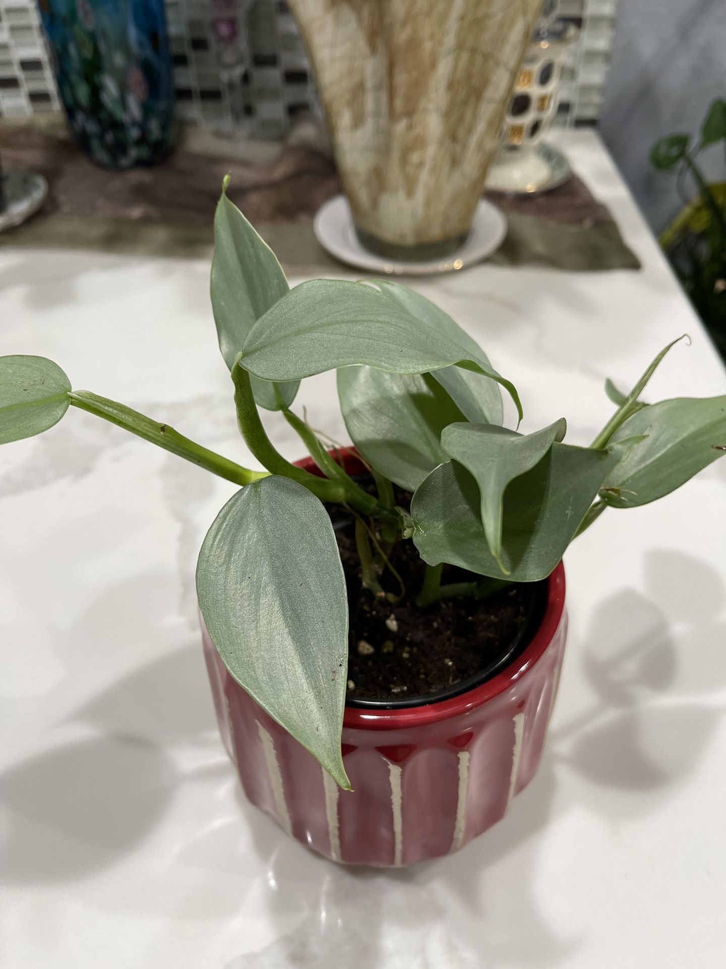 Philodendron Silver Sword In 4 Inches Pot With Ceramic Planter