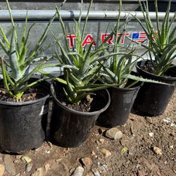 Torch Aloe (Aloe arborescens) 1 Gallon Pot. Live Plant