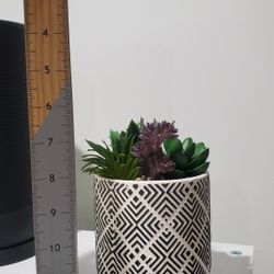 Desktop Succulent Decor 