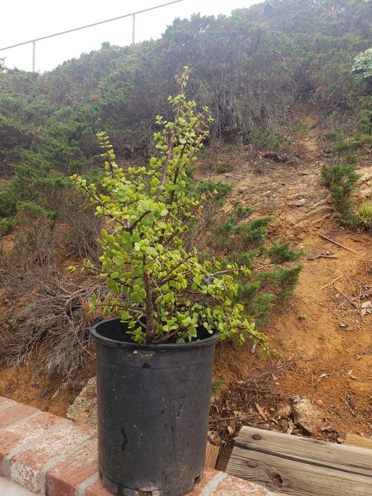 Potted Elephant Plant
