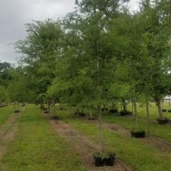 Oak Trees. Great Canopy. 2.5 To 3.5 Caliper.