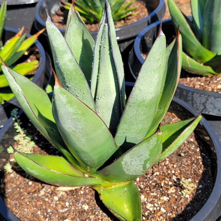 sharkSkinAgave1.jpg Shark Agave