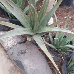 Aloe Vera $10