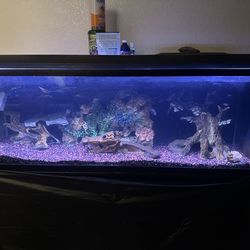 Large Aquarium 53  gallons