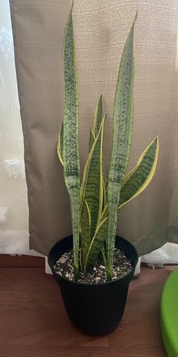 Snake Plant