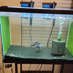 20 Gallon Aquarium/Everything Included 