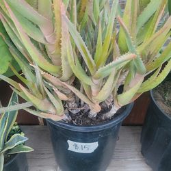 Big Aloe Plants