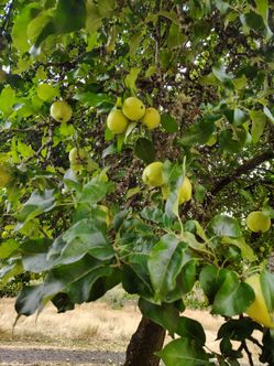 Free apples for livestock
