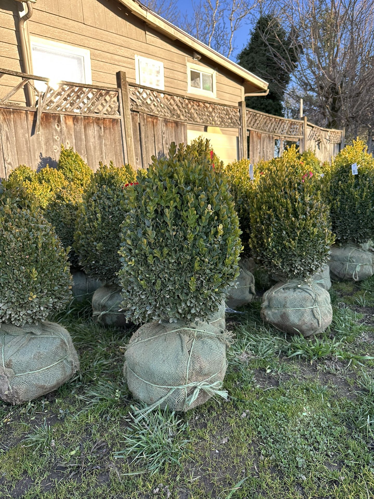 Suffruticosa Dwarf Boxwood (egg Shaped) From 15” To Over 2ft