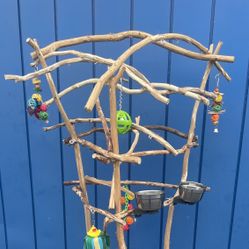 Parrot Perch Tree … A New FAV hangout Spot For Mr Feathers ! A Great Socializer… 👍🏼