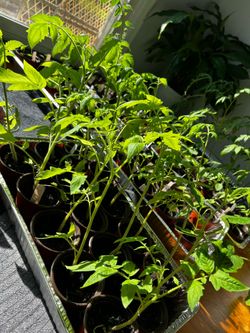 Vegetable plants 🌱