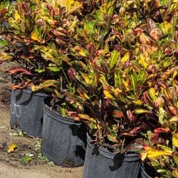 Crotos California 3gallon 