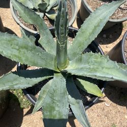 GREEN AGAVE Plants 