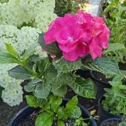 Hydrangea 