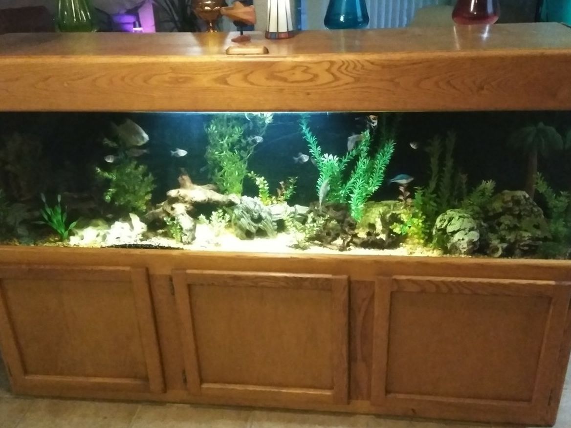 Fish Tank For Sale\Trade