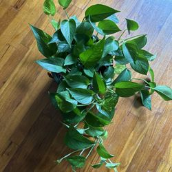 Pothos Plant