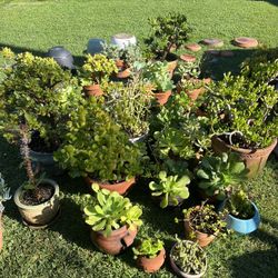 Potted Plants - Starting $5