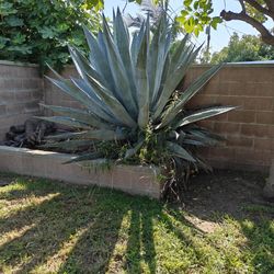 Free Plant