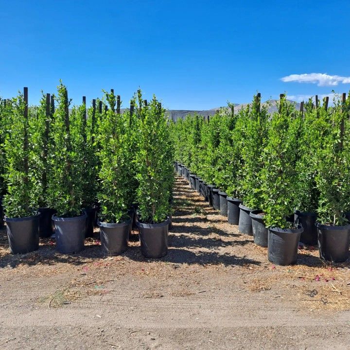 15 GALLONS FICUS