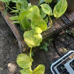 Golden Pothos Plant 