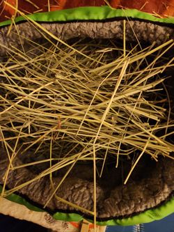 Timothy Hay.