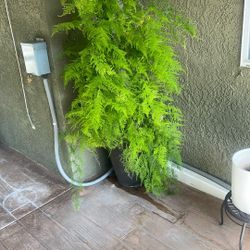 2 big plants And Planters