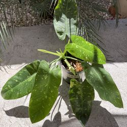 Jose Bueno Philodendron 