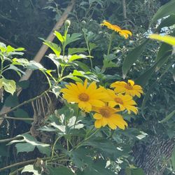 Mexican Sunflower Cutting 