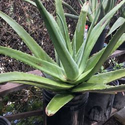 Alone Vera Plant $25